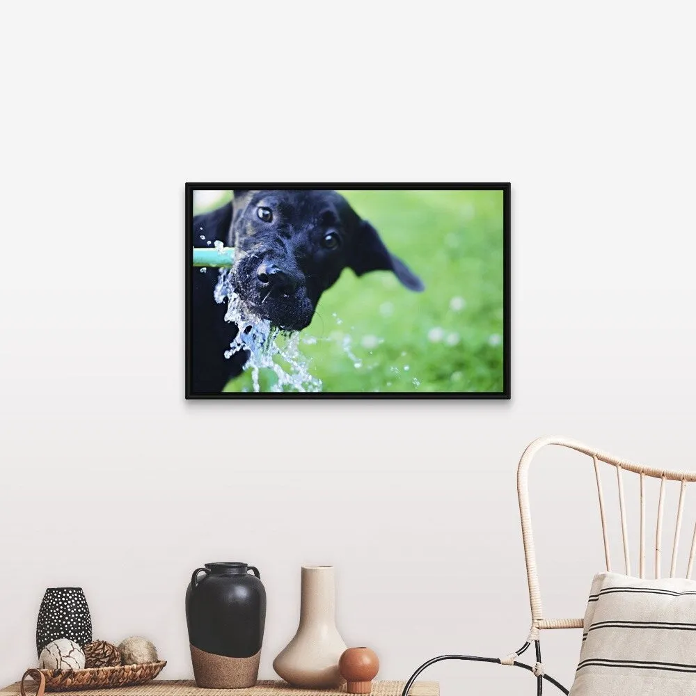 "A black Labrador mix puppy dog drinks from a water hose" Black Float Frame Canvas Art - Multi